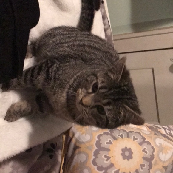 Booties - Picture 4 of 7